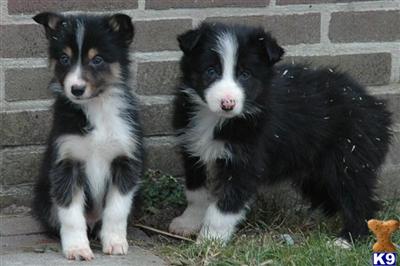 Border Collie Puppies
